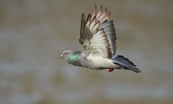 Feral Pigeon in flight.