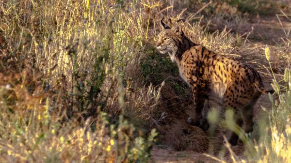 推荐一款”微乐江西麻将开挂教程!详细分享装挂步骤 推荐一款”微乐江西麻将开挂教程!详细分享装挂步骤