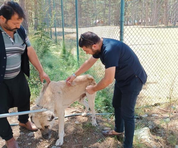 Istanbul Governor’s Office orders sterilization of stray dogs