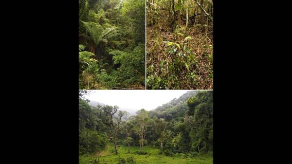 在巴西山上的树叶中发现了有着巨大眼睛的小生物这是一个新物种 在巴西山上的树叶中发现了有着巨大眼睛的小生物这是一个新物种