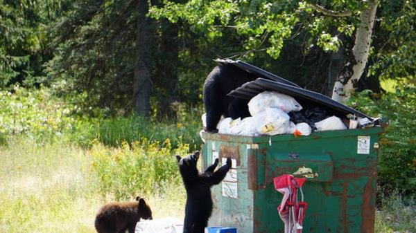 饥饿的熊冲进两辆车和一户人家寻找食物，然后偷走了一个背包