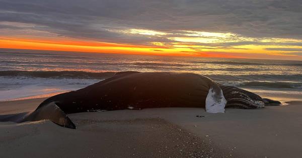 近海风力涡轮机并没有杀死鲸鱼｜读者评论