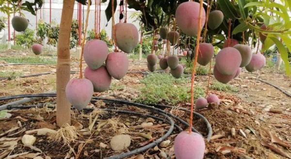 经济学家的新年决心指南 经济学家的新年决心指南