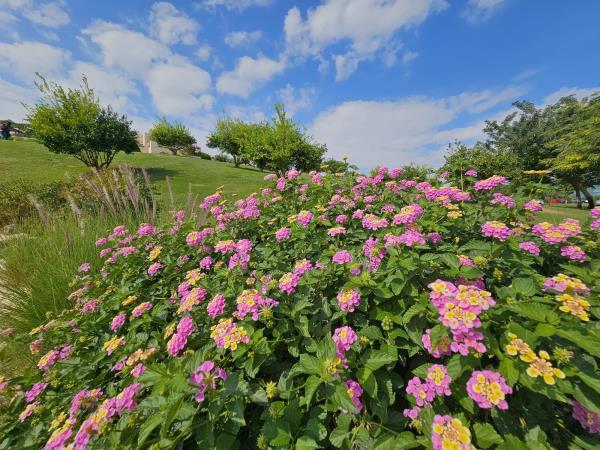 阿兰娜·肯尼迪因脑震荡无法参加玛蒂尔达斯的世界杯季军决赛 阿兰娜·肯尼迪因脑震荡无法参加玛蒂尔达斯的世界杯季军决赛