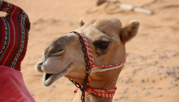 可用版本“柠檬大厅是不是有挂”详细开挂玩法 可用版本“柠檬大厅是不是有挂”详细开挂玩法