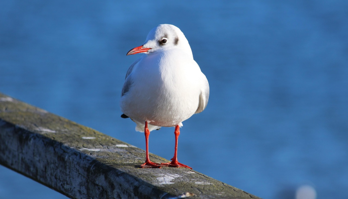 今日教程“边锋斗地主怎么拿好牌”(详细透视教程)-知乎 今日教程“边锋斗地主怎么拿好牌”(详细透视教程)-知乎