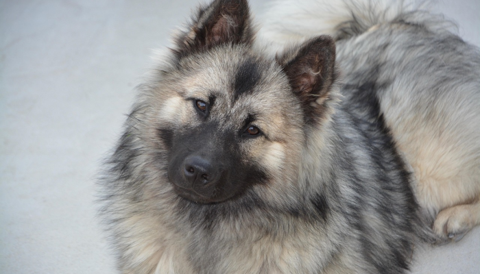 曾经被虐待的狗和救过它的兽医一起庆祝第一个圣诞节 曾经被虐待的狗和救过它的兽医一起庆祝第一个圣诞节
