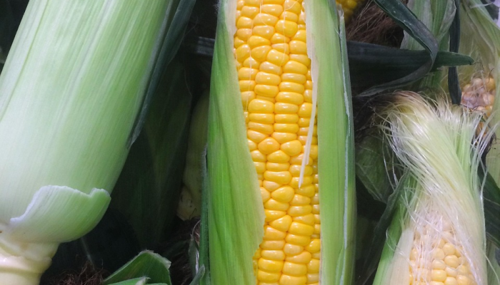 在北卡纳达邦,60岁的妇女每天为60只乌鸦制作新鲜食物 在北卡纳达邦,60岁的妇女每天为60只乌鸦制作新鲜食物