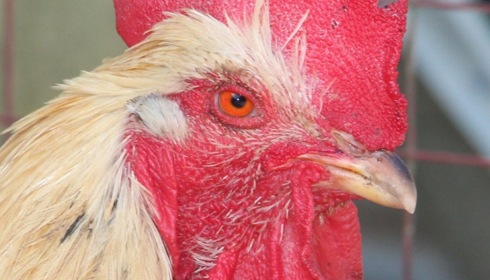 禽流感感染了佩塔卢马历史悠久的家禽区，使小农户处于危险之中