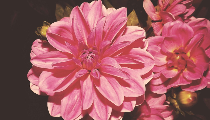 对于你的花来说，“理想”的条件可能并不那么理想