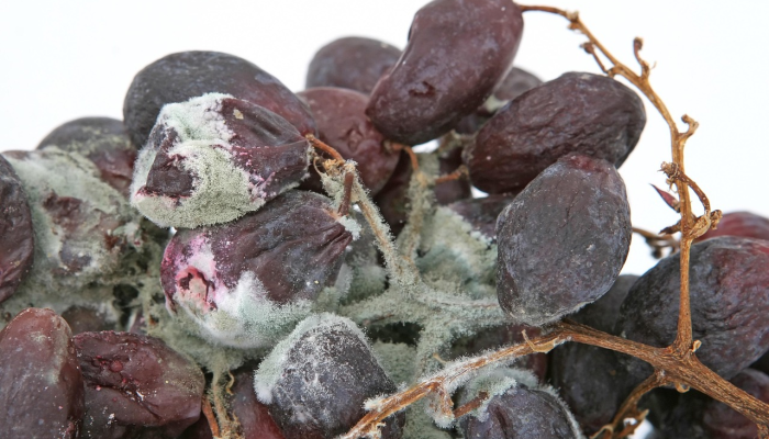 分享干货“多乐跑胡子开挂神器下载免费!专业师傅带你一起了解(确实有挂) 分享干货“多乐跑胡子开挂神器下载免费!专业师傅带你一起了解(确实有挂)