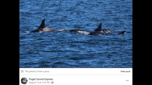 1分钟学会“开心茶苑可以开挂吗”开挂(透视)辅助教程 1分钟学会“开心茶苑可以开挂吗”开挂(透视)辅助教程
