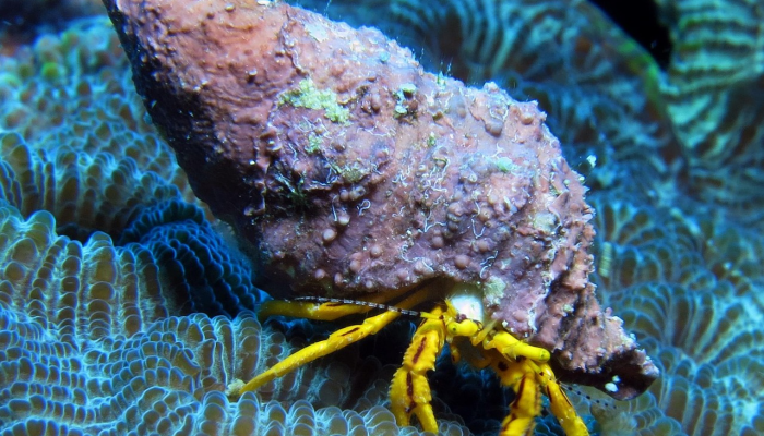 教程辅助“宿松小松麻将是不是有挂”详细教程辅助工具