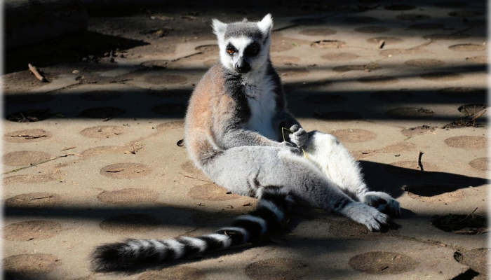 有20只手臂的“大型”生物潜伏在南极海域这是一个新物种