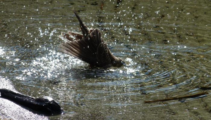 万能开挂辅助“微乐斗地主怎么才能让系统发好牌!详细分享装挂步骤 万能开挂辅助“微乐斗地主怎么才能让系统发好牌!详细分享装挂步骤