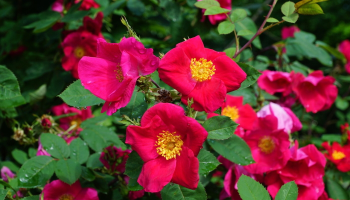 与大流行开始时相比，成年人“花在园艺和阅读上的时间更少”_2