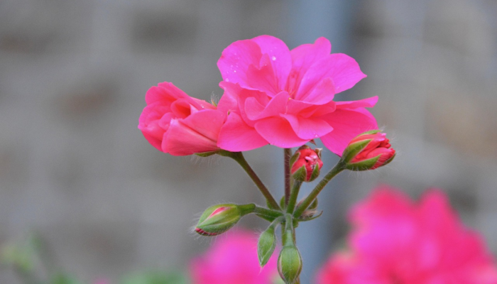 与大流行开始时相比，成年人“花在园艺和阅读上的时间更少”_2