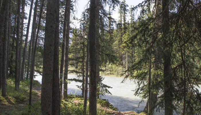 在遥远的落基山脉营地发现了3具“相当木乃伊化”的尸体 在遥远的落基山脉营地发现了3具“相当木乃伊化”的尸体