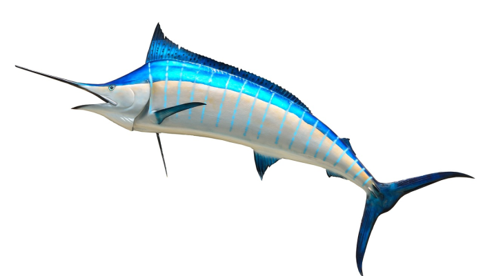 新闻问答,政治,蓝马林鱼:阿拉巴马州 新闻问答,政治,蓝马林鱼:阿拉巴马州