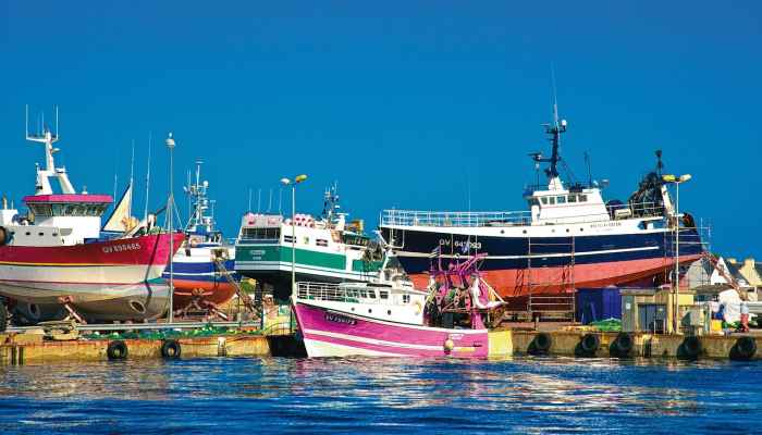 新闻问答,政治,蓝马林鱼:阿拉巴马州 新闻问答,政治,蓝马林鱼:阿拉巴马州