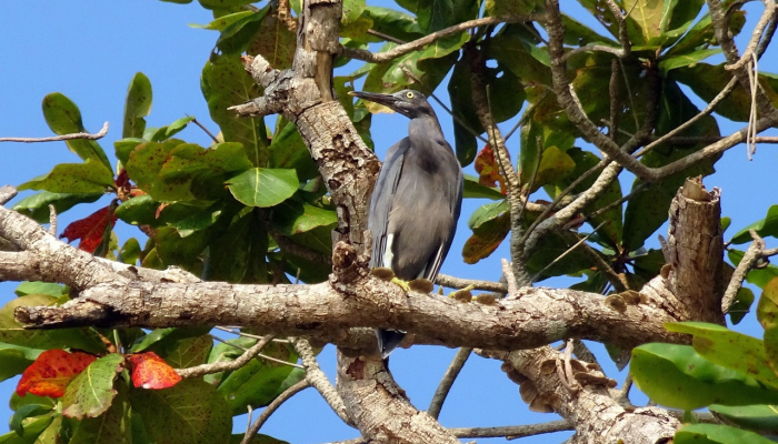 今日教程“新青鸟拼十开挂!专业师傅带你一起了解(确实有挂)