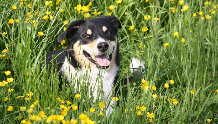 辅助神器“微乐陕西麻将有没有规律”详细开挂玩法 辅助神器“微乐陕西麻将有没有规律”详细开挂玩法
