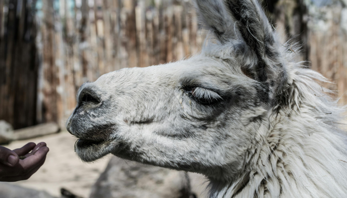 开挂辅助工具“微乐广西麻将如何开挂教程!分享用挂教程