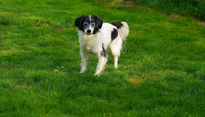 教皇方济各将在迪拜举行的Cop28峰会上发表讲话