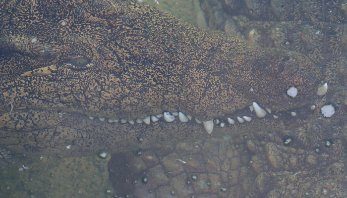 壳牌被指控在拆除旧总部的过程中破坏生态环境