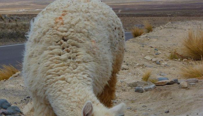 辅助神器“顺欣茶坊怎么开挂”分享用挂教程 辅助神器“顺欣茶坊怎么开挂”分享用挂教程