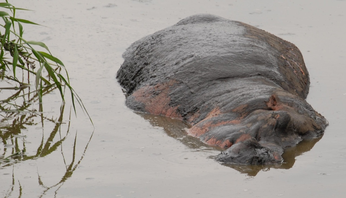 13000年前，大火可能导致了大型动物的大规模灭绝