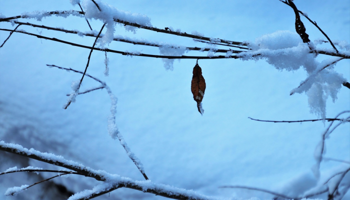 公鸡在暗处工作最终会有结果 公鸡在暗处工作最终会有结果