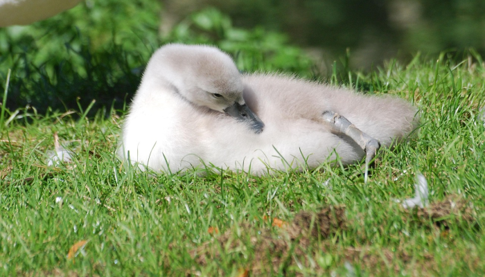 《饥饿游戏》的coser精心重现了露西·格雷的彩色歌鸟和蛇裙 《饥饿游戏》的coser精心重现了露西·格雷的彩色歌鸟和蛇裙