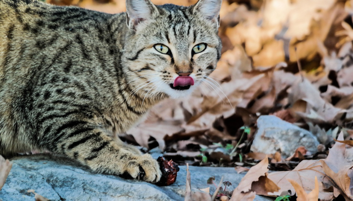 他们带着一只狗，把门敲开了为什么北卡罗来纳警方说他们没有做错什么