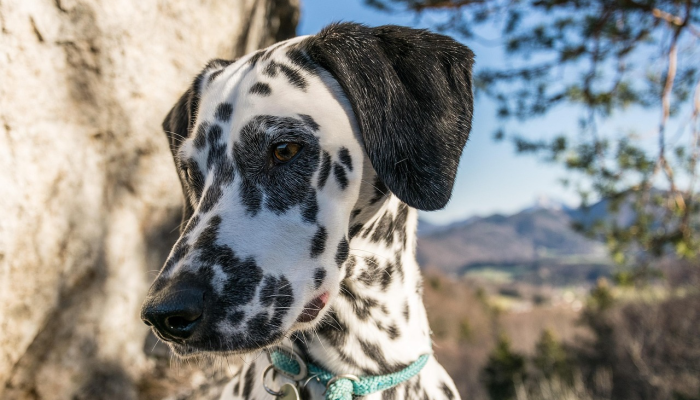 家人仍然希望找到失踪的乌龟 家人仍然希望找到失踪的乌龟