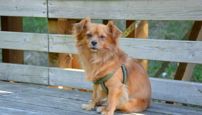 分享实测“哈狗游戏开挂辅助软件!详细分享装挂步骤