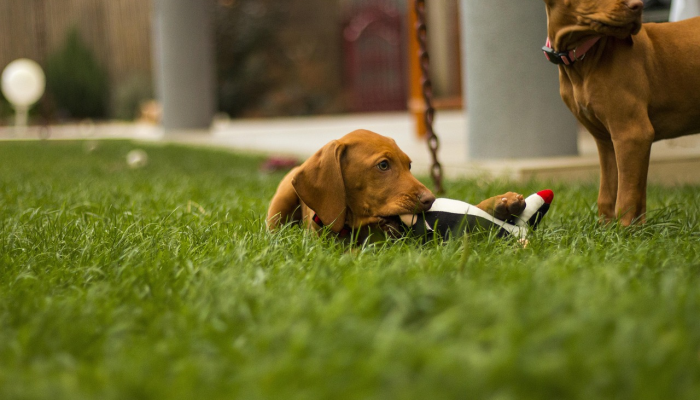 最新教你“闲娱江西棋牌有没有规律”(原来确实是有挂) 最新教你“闲娱江西棋牌有没有规律”(原来确实是有挂)