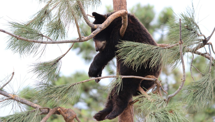 辅助神器“牵手跑胡子开挂神器下载”分享用挂教程 辅助神器“牵手跑胡子开挂神器下载”分享用挂教程