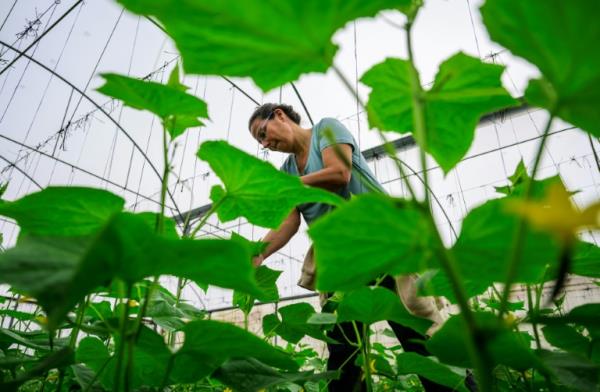 志愿者在加沙战争中帮助阿拉伯-以色列农民