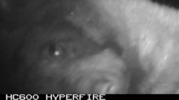 真主党消息人士称黎巴嫩南部4名遇害者中有一名当地首领 真主党消息人士称黎巴嫩南部4名遇害者中有一名当地首领