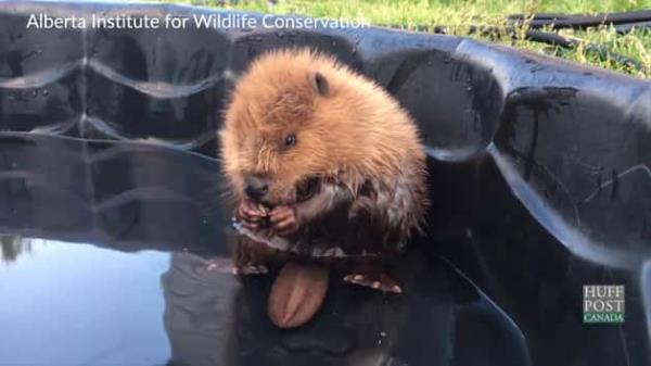 玩家辅助神器:“鸿运会可以开挂吗”详细开挂玩法 玩家辅助神器:“鸿运会可以开挂吗”详细开挂玩法