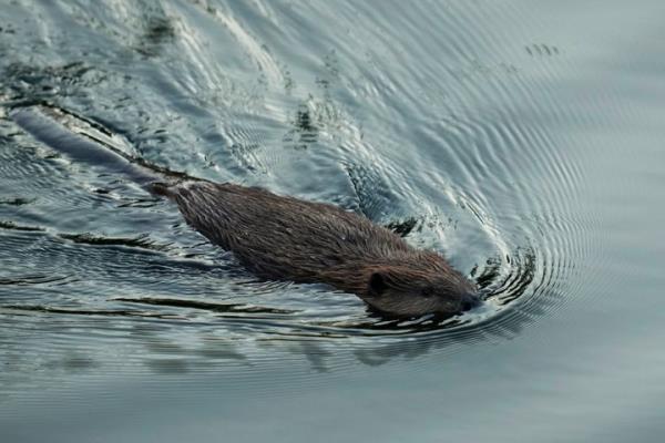 A beaver swims in Napa Creek, Wednesday, July 19, 2023, in Napa, California.