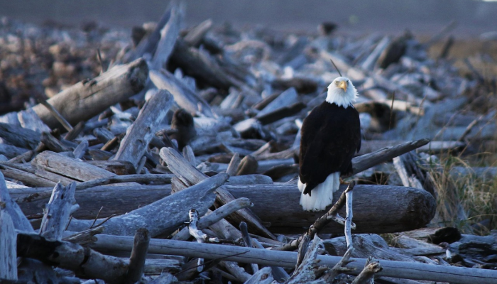 在克鲁格国家公园,一只老鹰把高尔夫球当成了蛋 在克鲁格国家公园,一只老鹰把高尔夫球当成了蛋