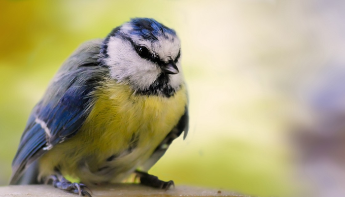 分享实测“新青鸟拼三张开挂!专业师傅带你一起了解(确实有挂)