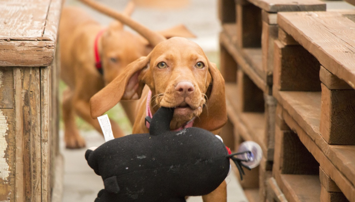 推荐一款”正版卡农大厅有卦嘛”分享用挂教程