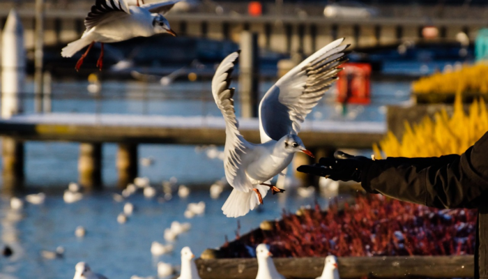 玩家必看教程“微乐四川麻将小程序必赢神器”其实确实有挂 玩家必看教程“微乐四川麻将小程序必赢神器”其实确实有挂