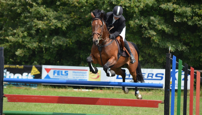 阿塞拜疆国家马术节开幕 阿塞拜疆国家马术节开幕