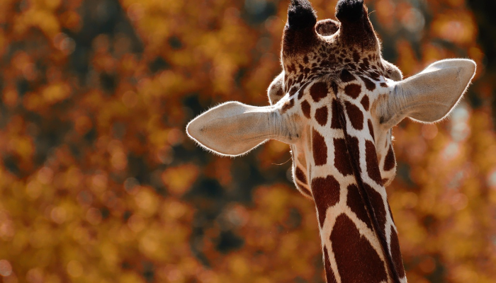 特朗普的律师表示,卡瓦诺将“加强”投票案件 特朗普的律师表示,卡瓦诺将“加强”投票案件