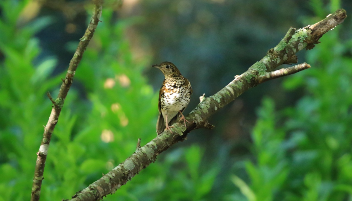 由于在化石蓝藻中发现了最古老的类囊体，光合作用的进化得到了更好的记录