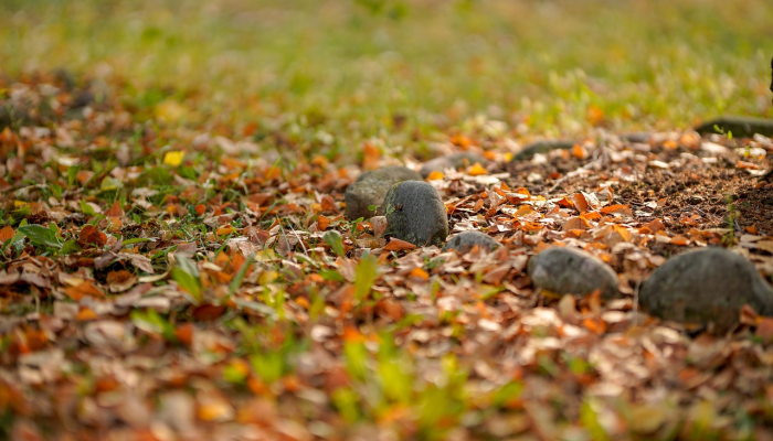 由于在化石蓝藻中发现了最古老的类囊体,光合作用的进化得到了更好的记录 由于在化石蓝藻中发现了最古老的类囊体,光合作用的进化得到了更好的记录